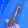 Beni Kikokuryu from tanaka