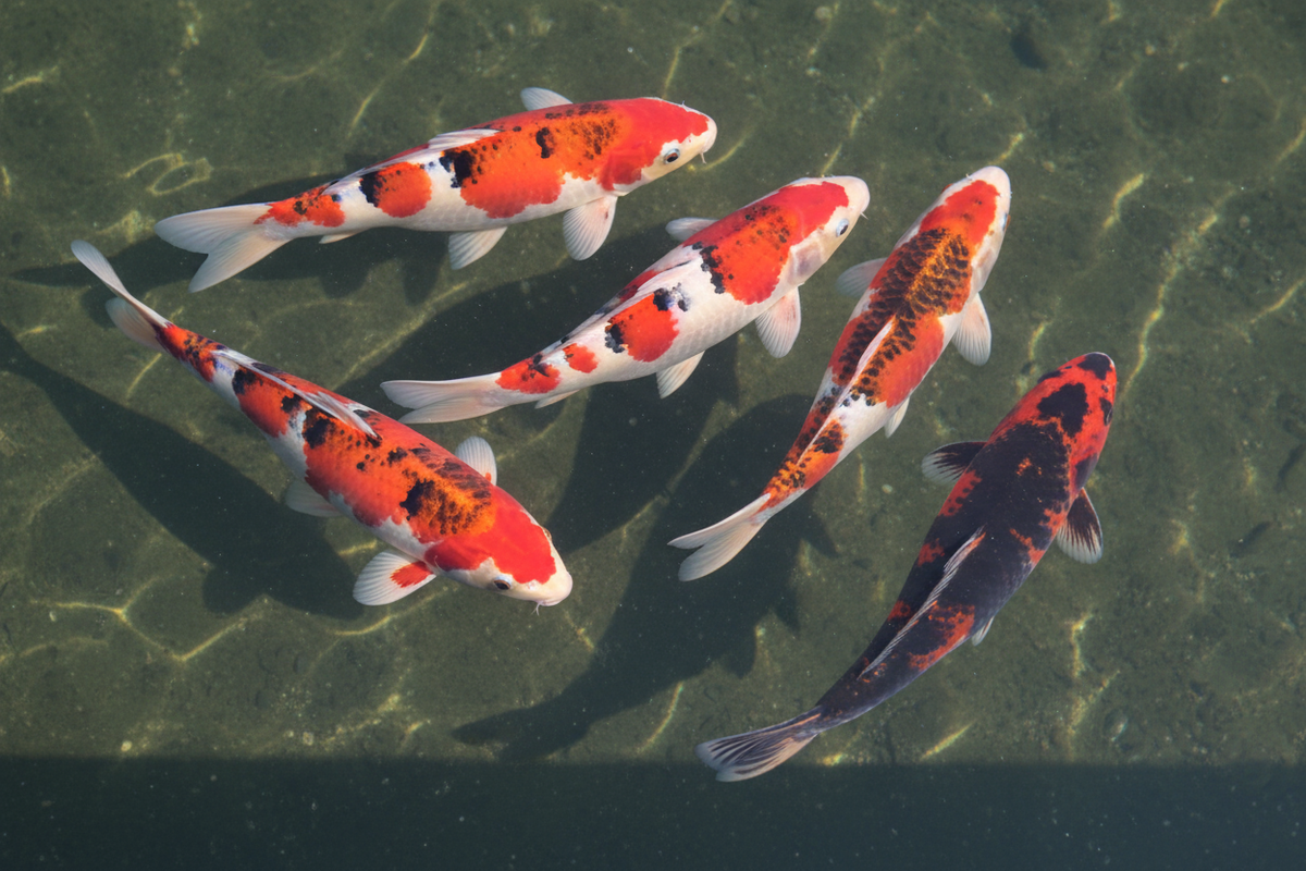 make a group of koi with the same inspiration
