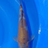 ochiba 33cm Kawakami Koi Farm