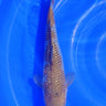 Ochiba 36CM Kawakami Koi Farm
