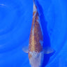 Ochiba 38CM Kawakami Koi Farm