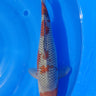 Ochiba 38CM Kawakami Koi Farm