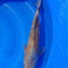 Ochiba 38CM Kawakami Koi Farm