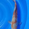 Ochiba 39CM Kawakami Koi Farm