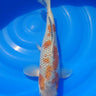 Ochiba 43CM Kawakami Koi Farm