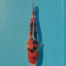 Sanke koi
